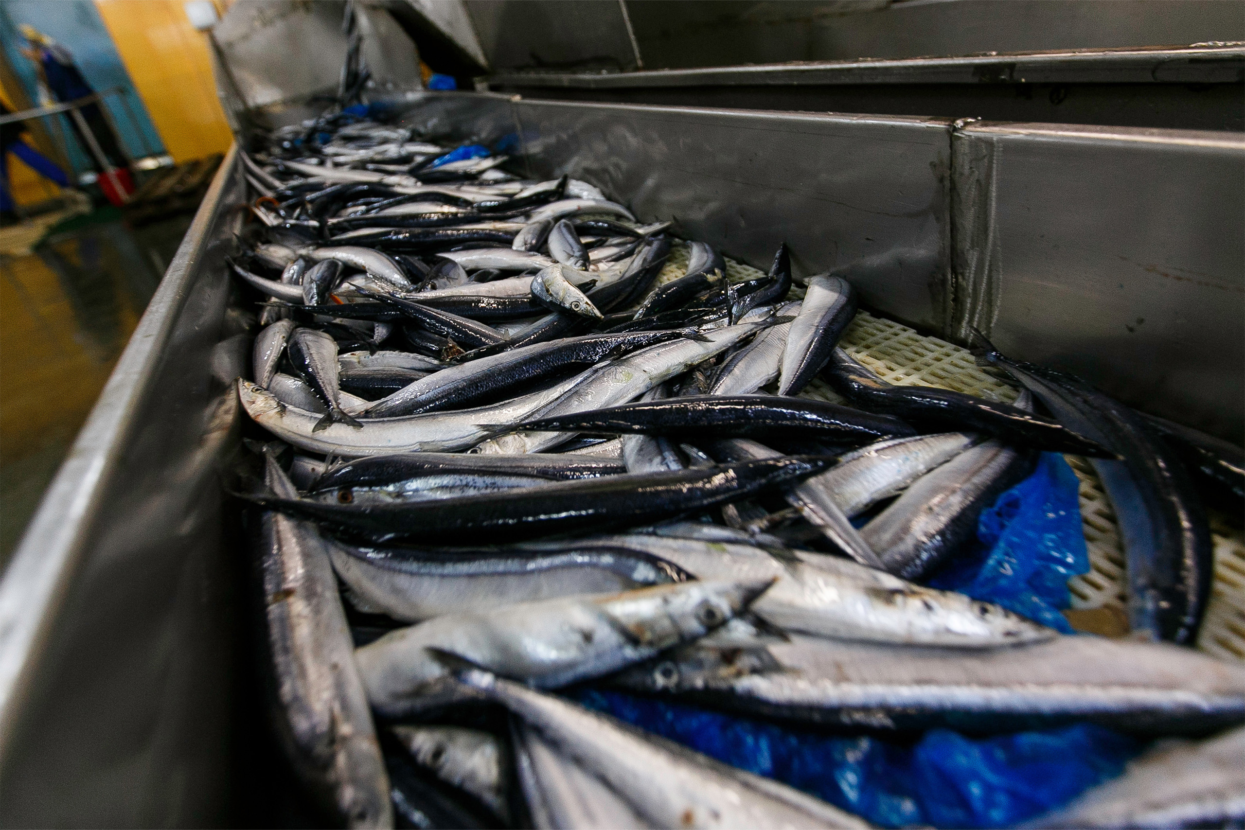 Bild för artikel Resurssmarta upcycling fiskförädling sidoströmmar som en del av en cirkulär ekonomi (UP-SIDE)