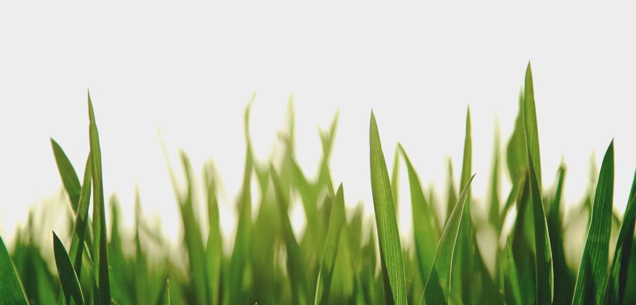 Kortrapport: Green Deals